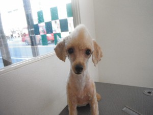 福岡県古賀市 犬の美容室ドッグマート ペットショップ チワワ ミニチュアダックスフンド マルチーズ トイプードル シーズー ミニチュアシュナウザー フレンチブル シェルティー ラブラドールレトリバー ゴールデンレトリバーのカット シャンプーお任せください